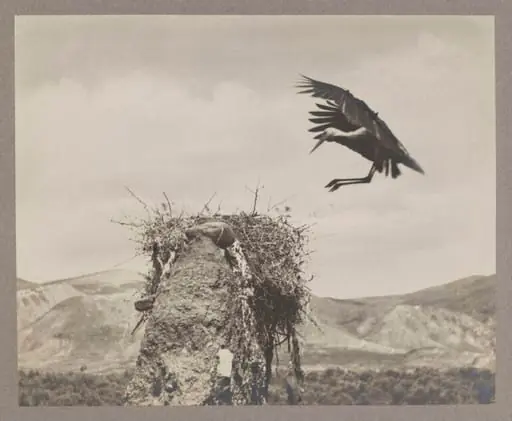 The Stork Alights