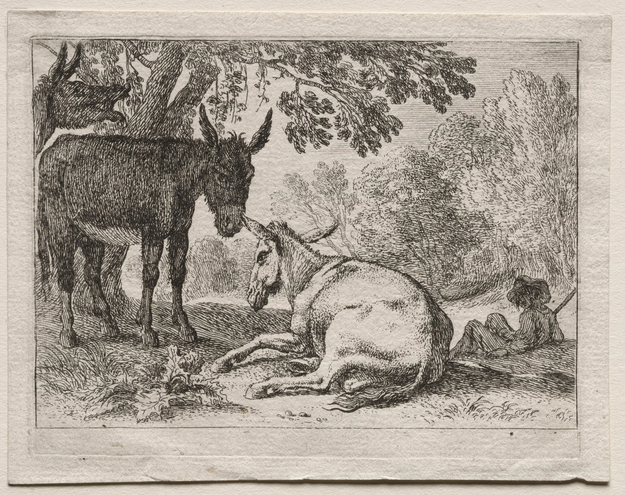 Animals in Landscapes: Donkeys