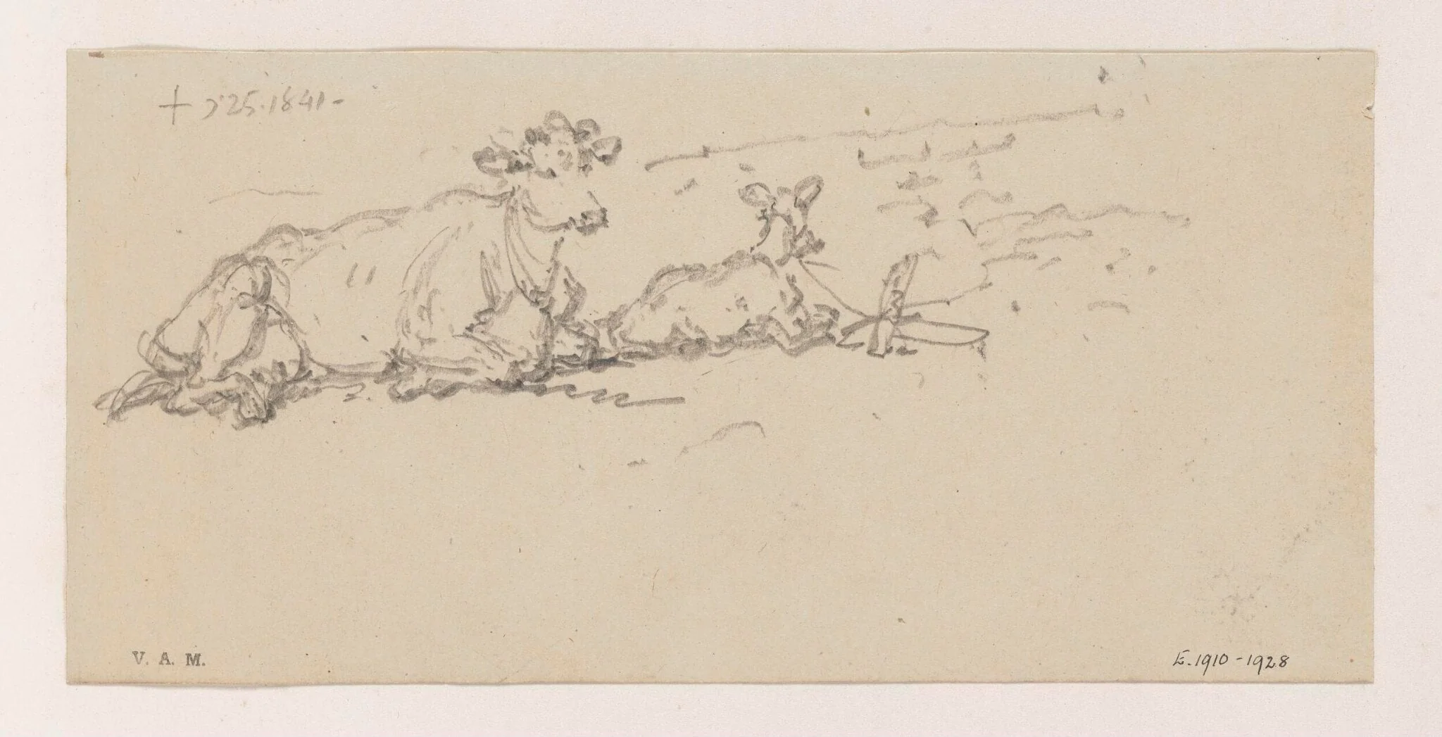 A cow with a tethered calf, by George Chinnery, 15