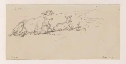 A cow with a tethered calf