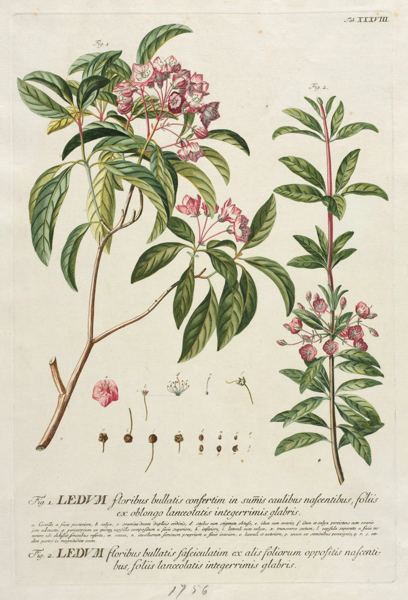 Plantae Selectae:  No. 38, by Georg Dionysius Ehret, 1762