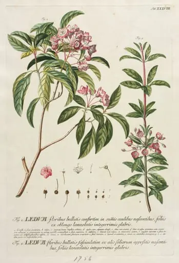 Plantae Selectae:  No. 38