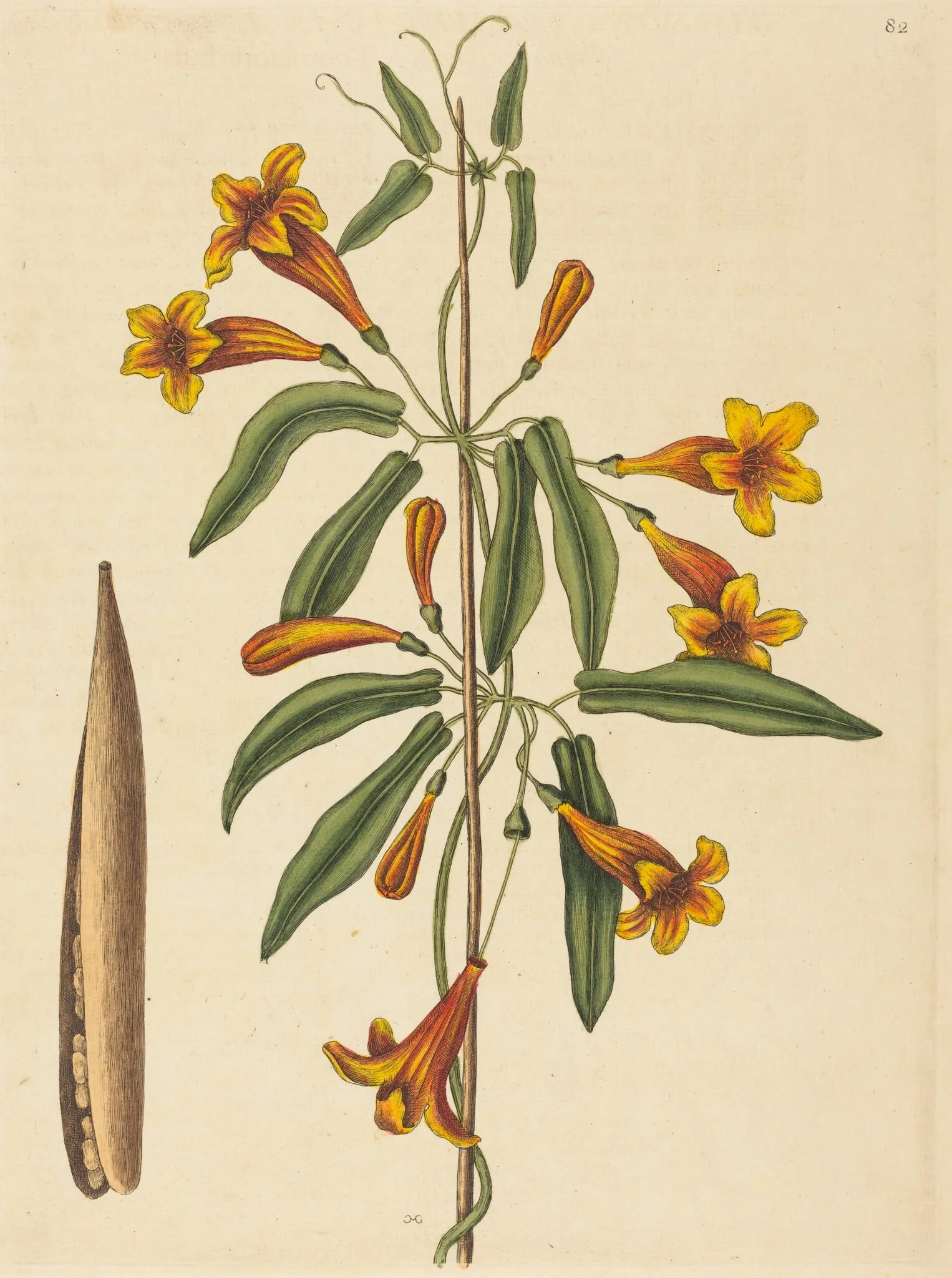 Cross-vine (Bignonia capreolata), by Mark Catesby, ink, 1754