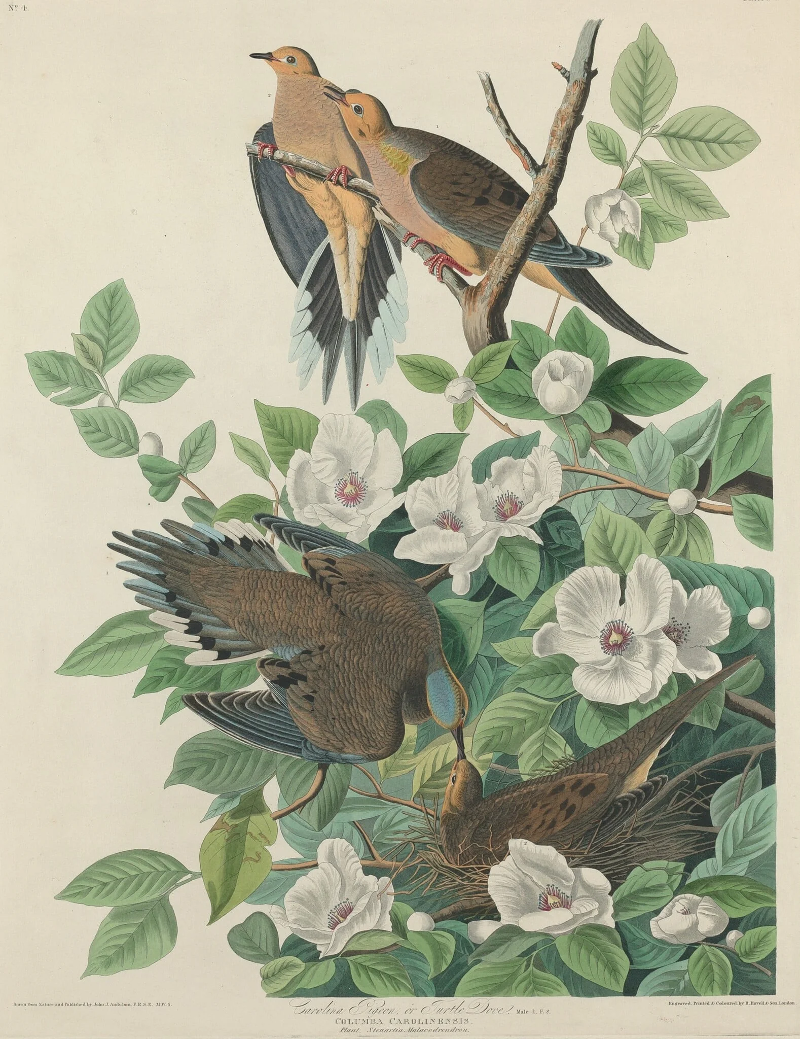 Carolina Pigeon or Turtle Dove, by Robert Havell Jr., ink, 1827