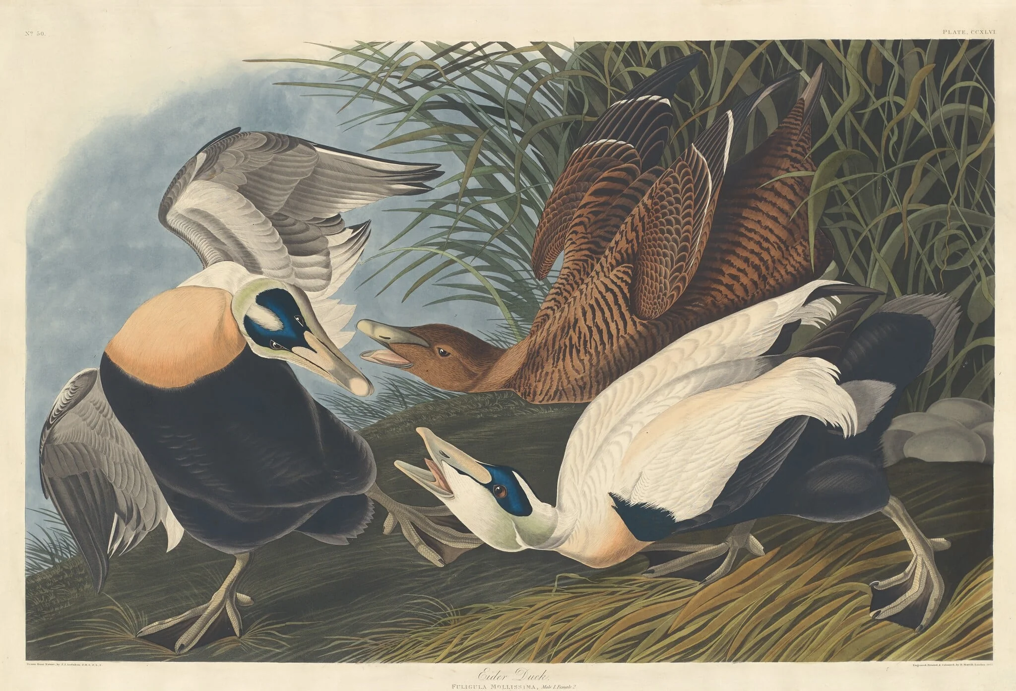 Eider Duck, by Robert Havell Jr., ink, 1835