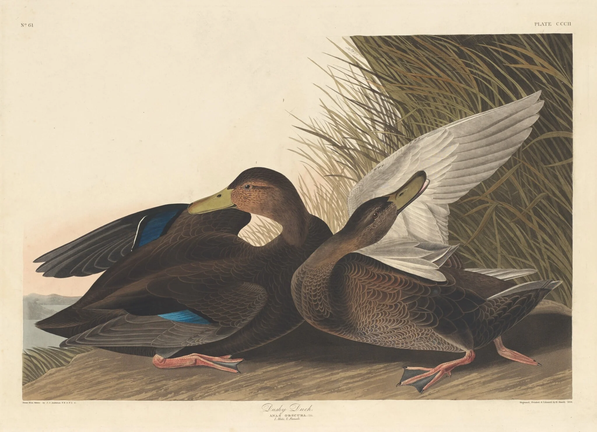 Dusky Duck, by Robert Havell Jr., ink, 1836