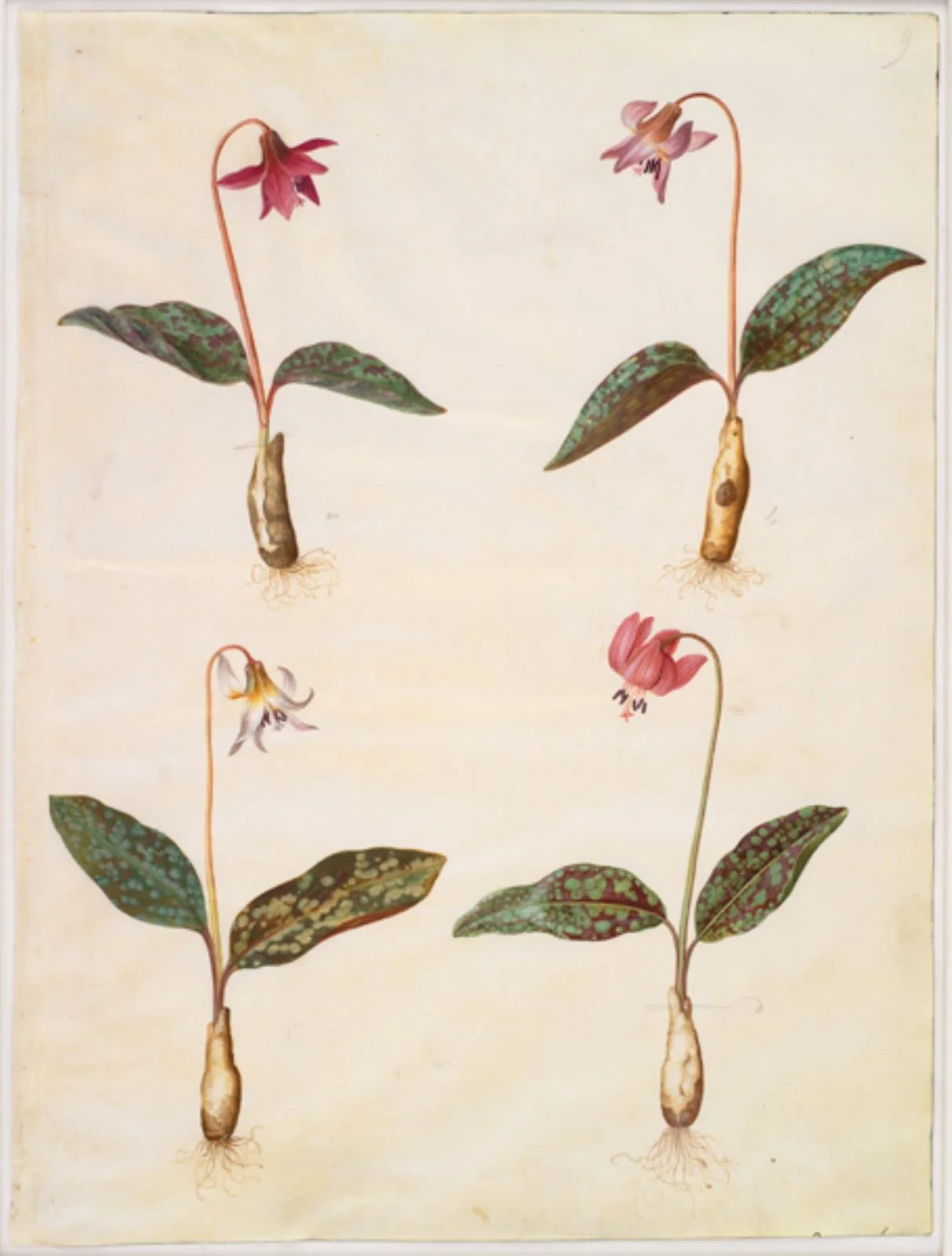 Erythronium dens-canis (ægte hundetand), by Unknown, unspecified, 1654