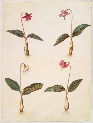 Erythronium dens-canis (ægte hundetand)