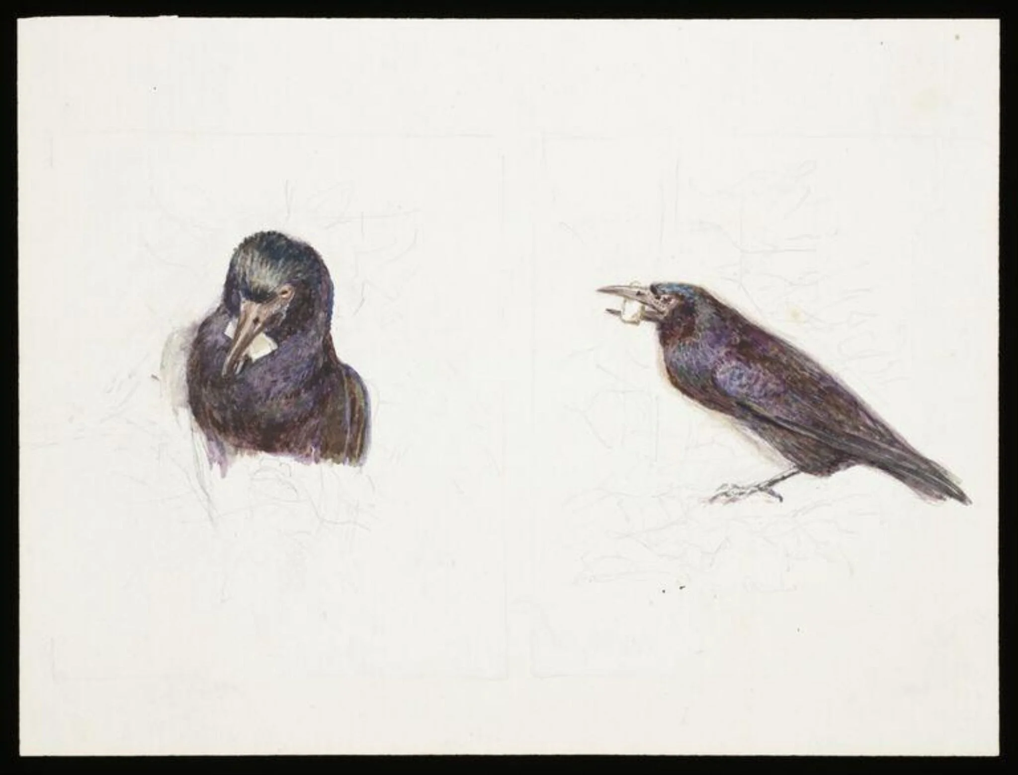 Crow with cheese in its beak, by Beatrix Potter, watercolor, 1919