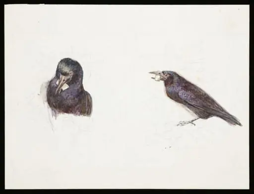 Crow with cheese in its beak