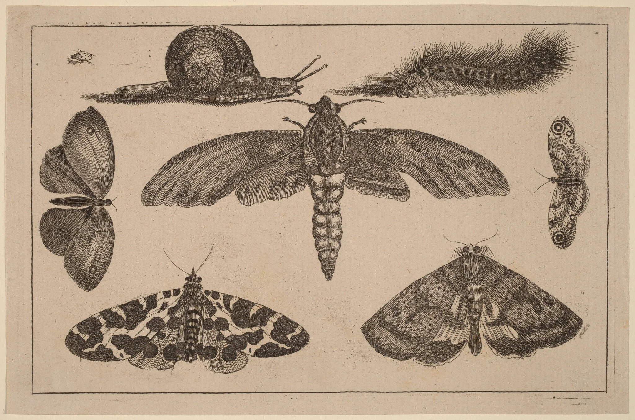 Six Insects, a Caterpillar, and a Snail, by Wenceslaus Hollar, ink, 1648