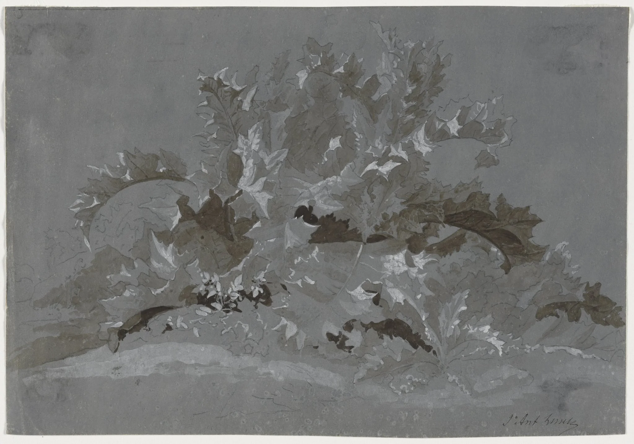 Study of Weeds, by Jean Antoine Linck, 1825