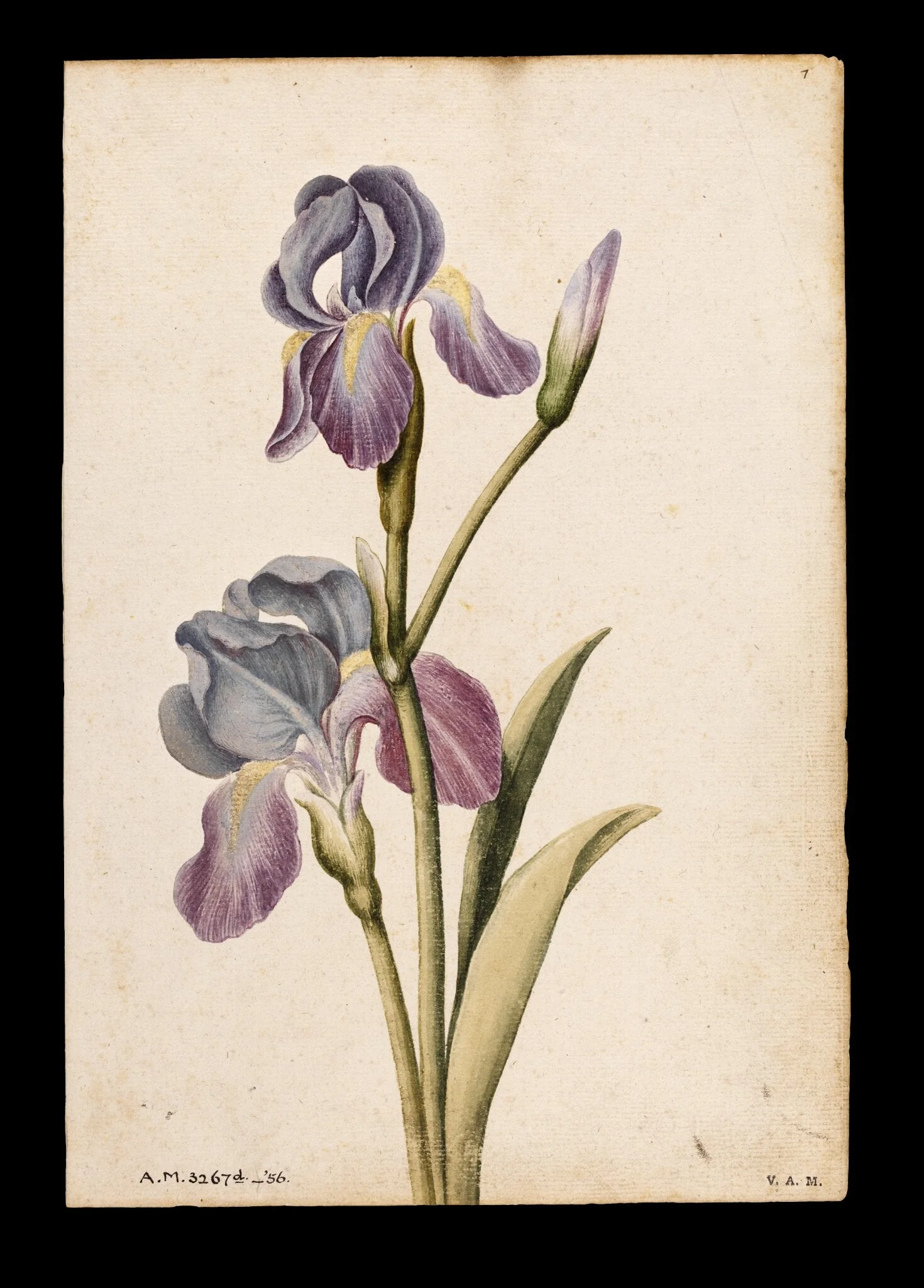 Iris