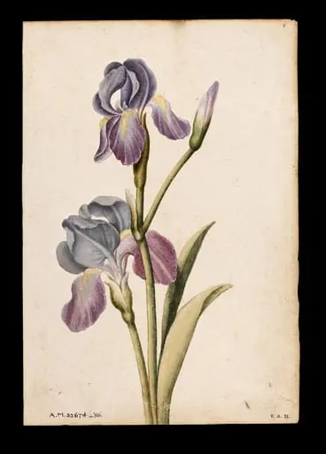 Iris