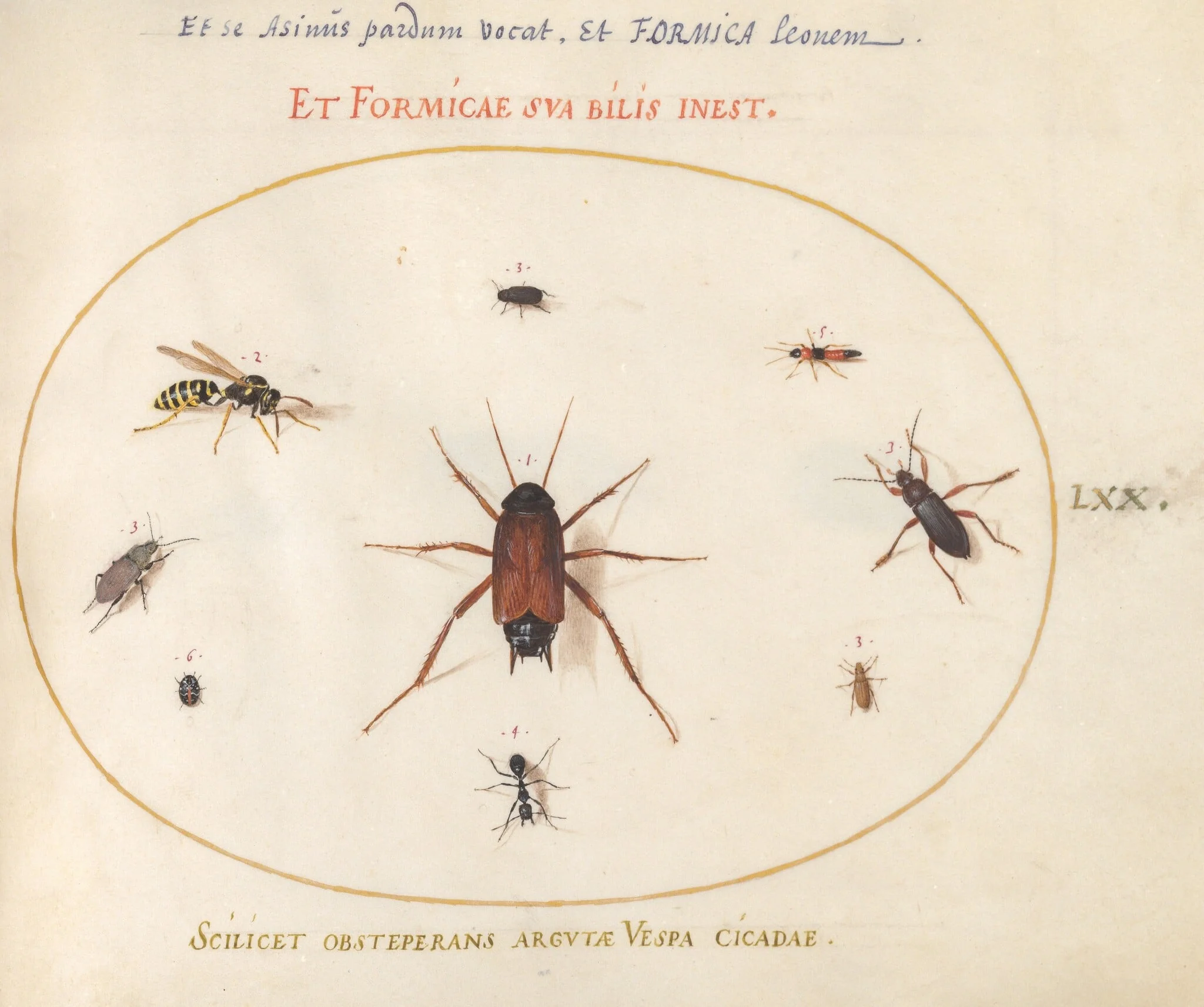 Plate 70: A Roach Surrounded by Insects, by Joris Hoefnagel, gouache, 1594