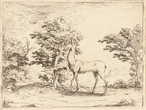 The Doe