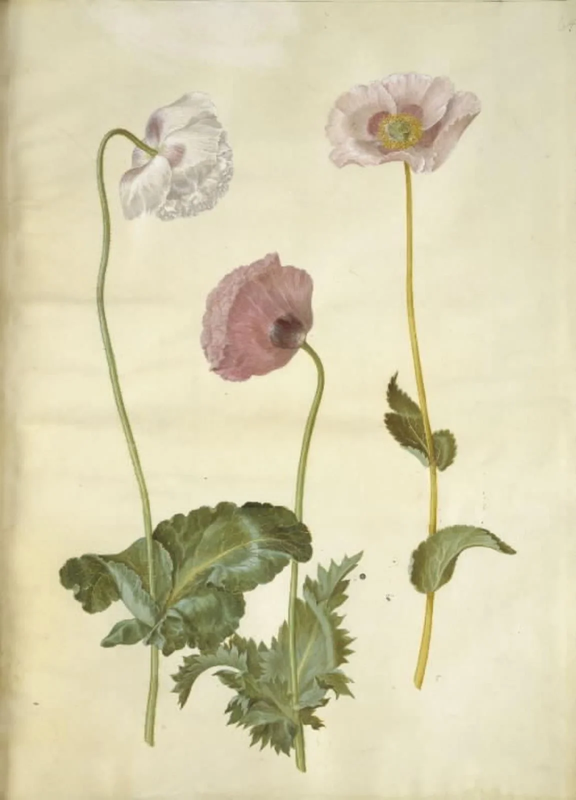 Papaver somniferum (opium-valmue), by Unknown, unspecified, 1654