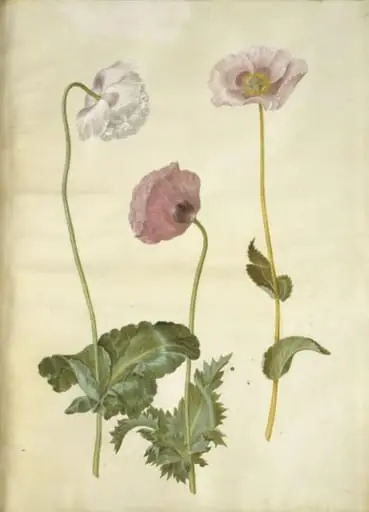 Papaver somniferum (opium-valmue)