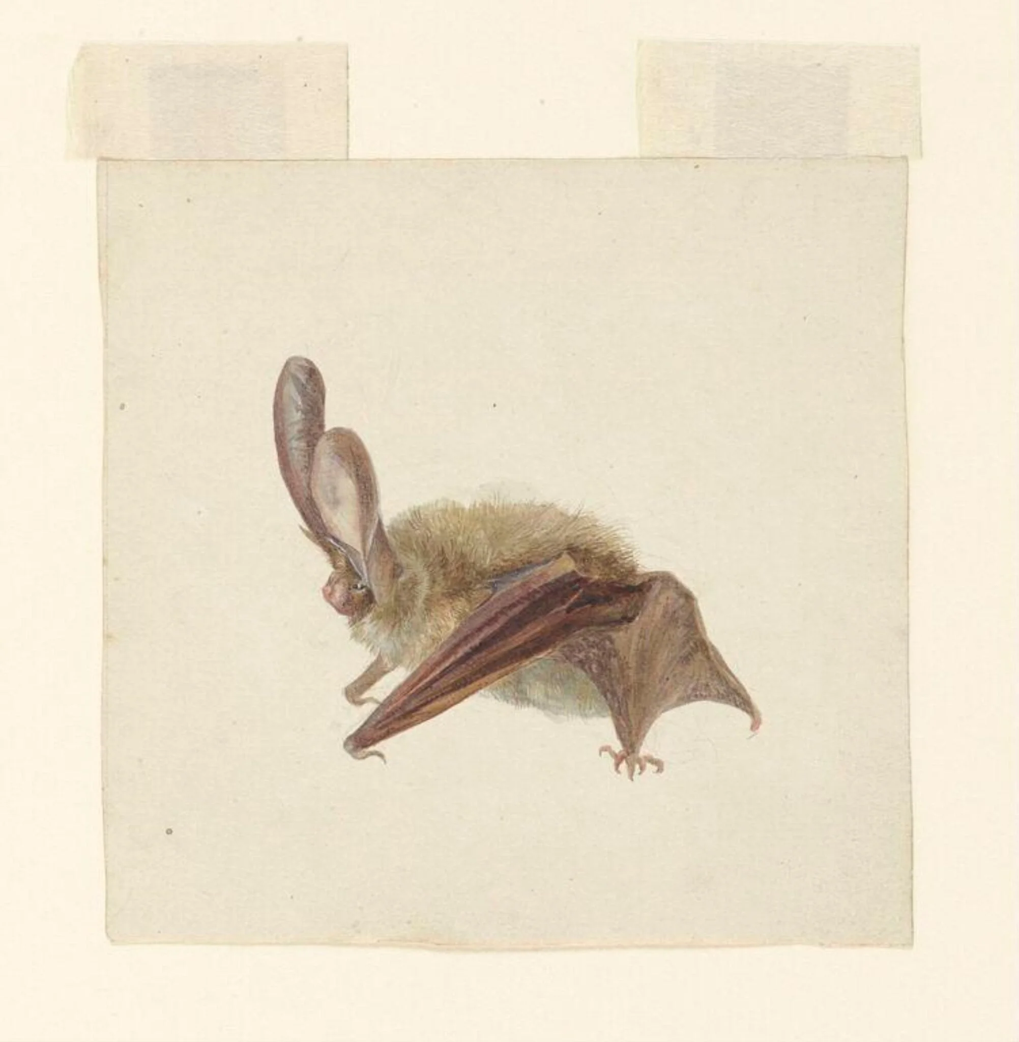 Side view of a bat with wings folded, by Beatrix Potter, watercolor, 1885