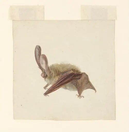 Side view of a bat with wings folded