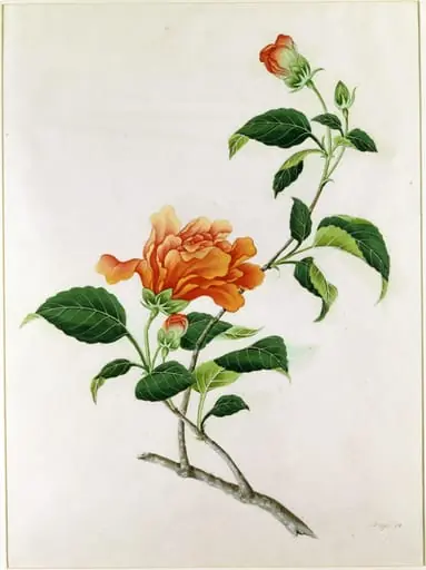 Red Hibiscus