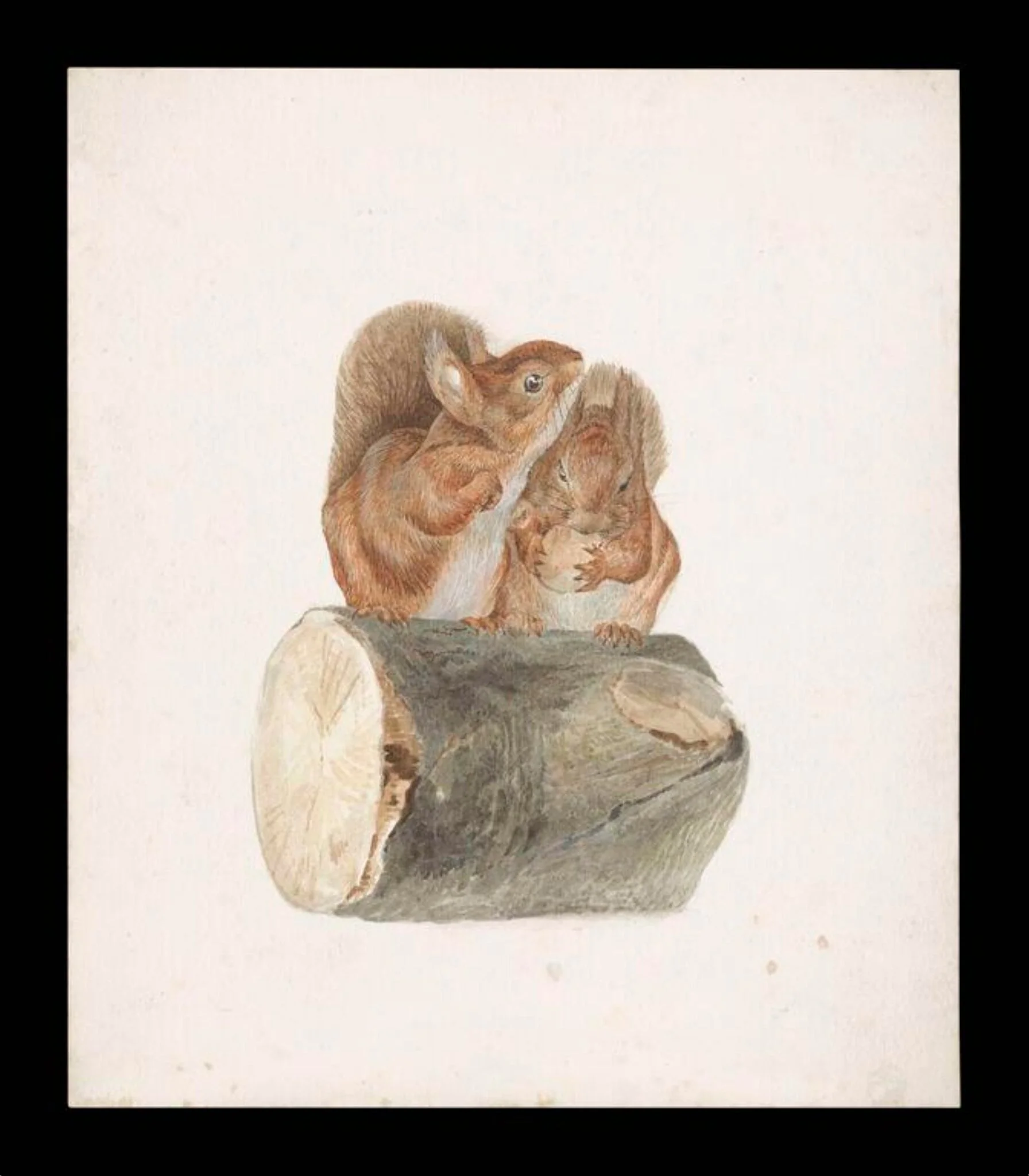 Two squirrels sitting on a log, by Beatrix Potter, watercolor, 1894