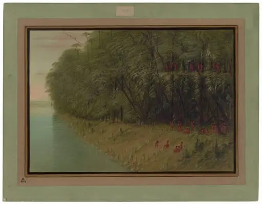 An Amazon Forest - Looking Ashore