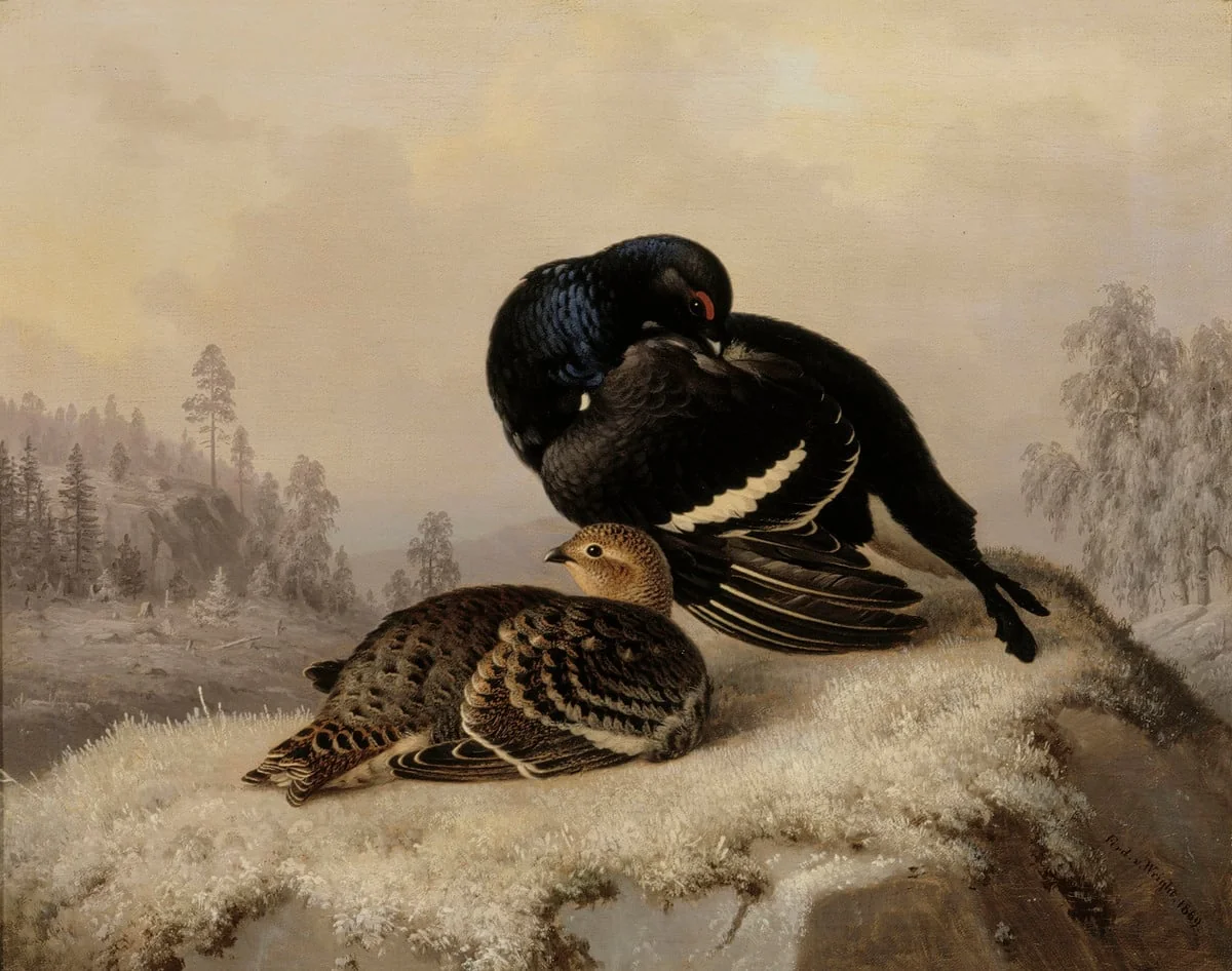 Teeriä, koiras ja naaras, by Ferdinand von Wright, unspecified