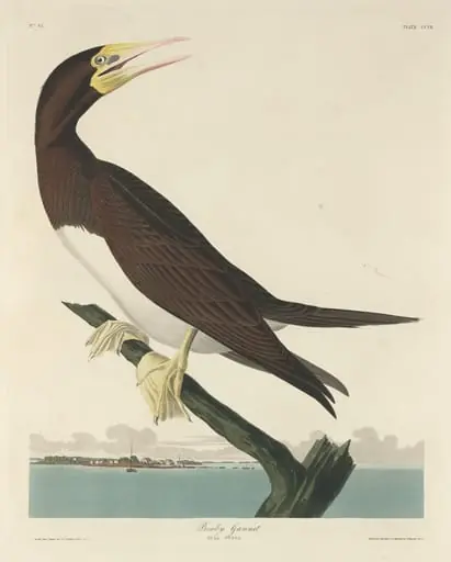 Booby Gannet