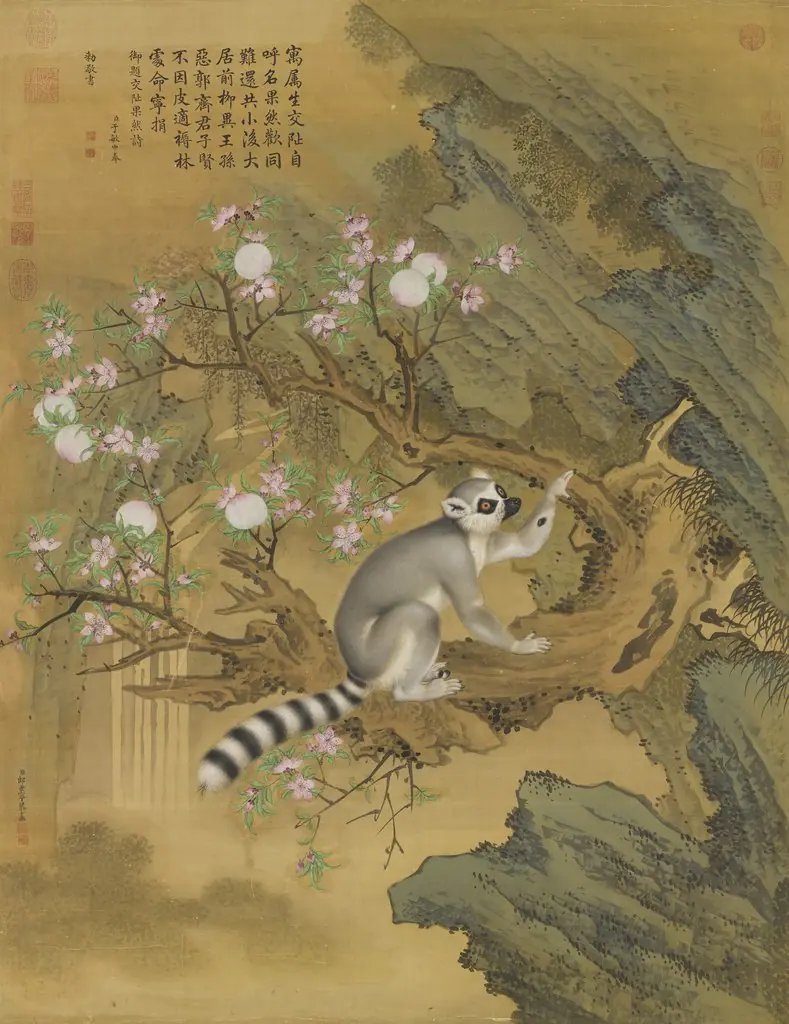 Lemur from Cochin
