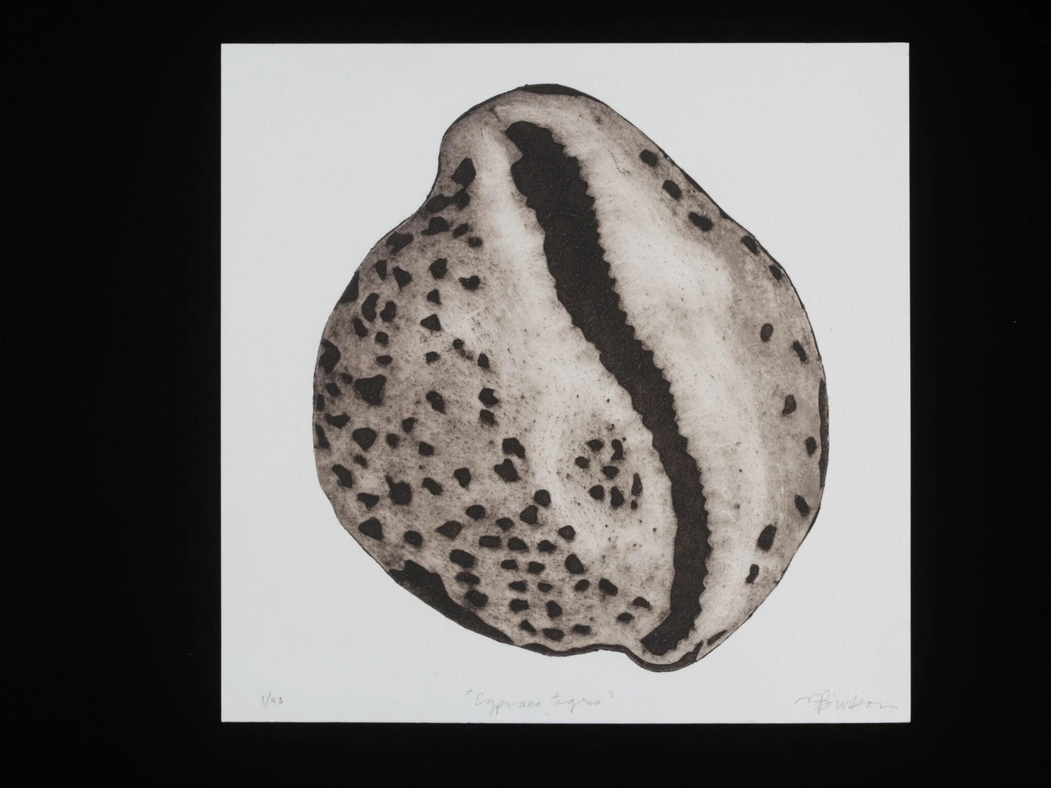 Cypraea Tigris, by Janet Wilson, 2010