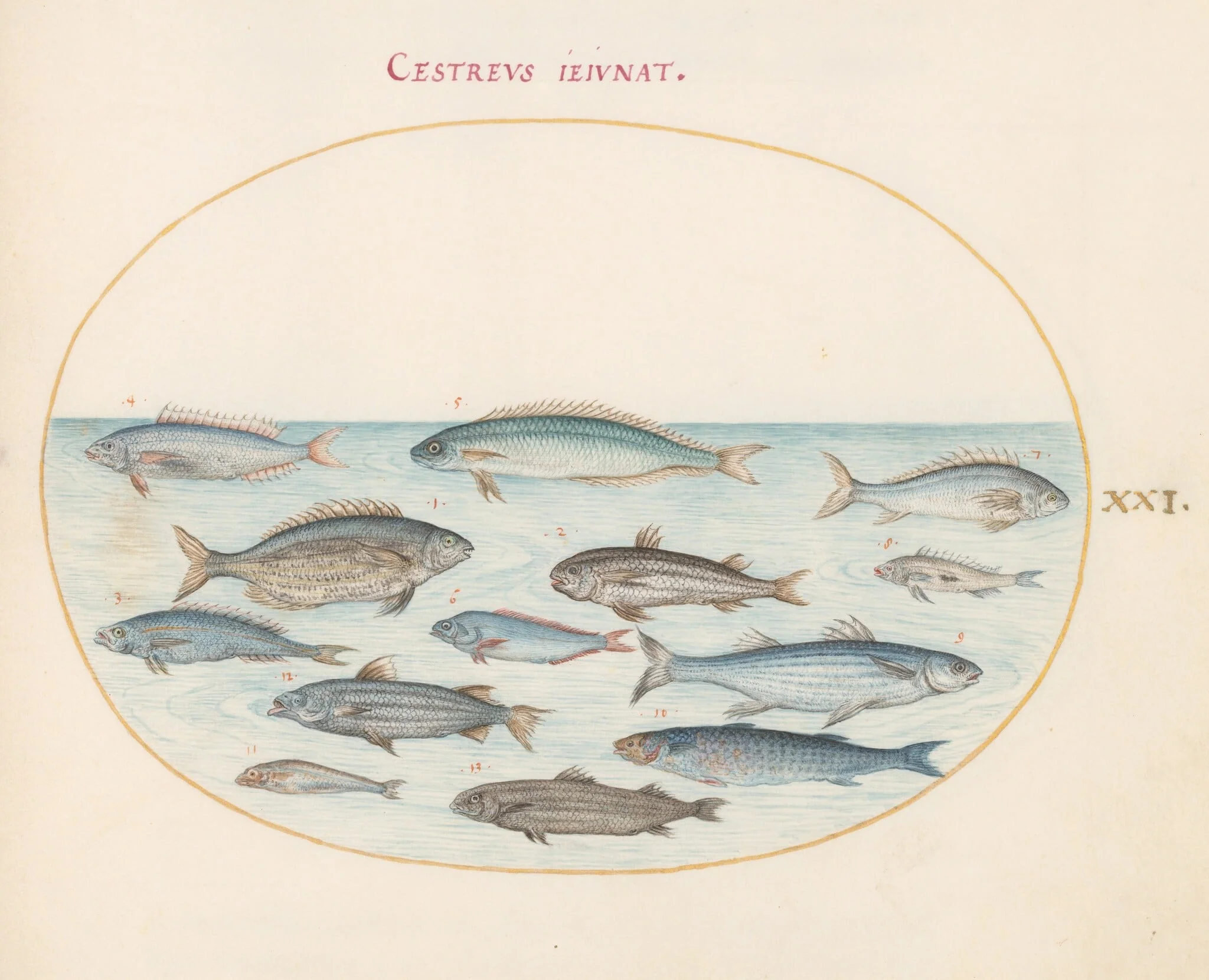 Plate 21: Cod(?) and Other Fish, by Joris Hoefnagel, gouache, 1594
