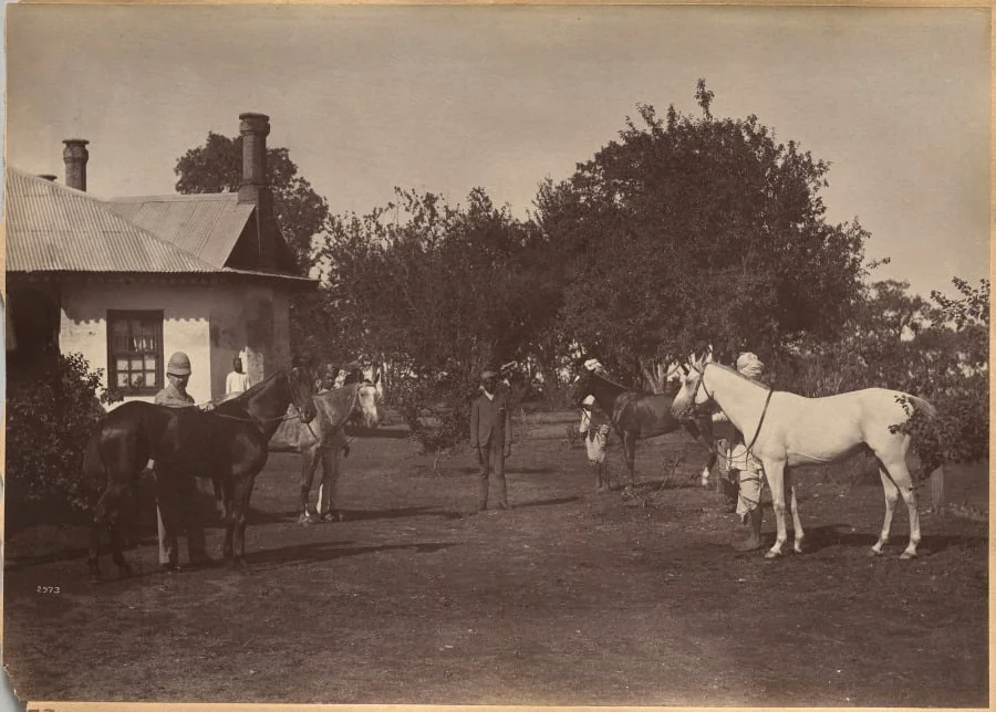 Lord William Beresford's horses
