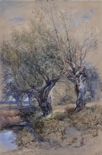 Pollards in Windsor Meadows