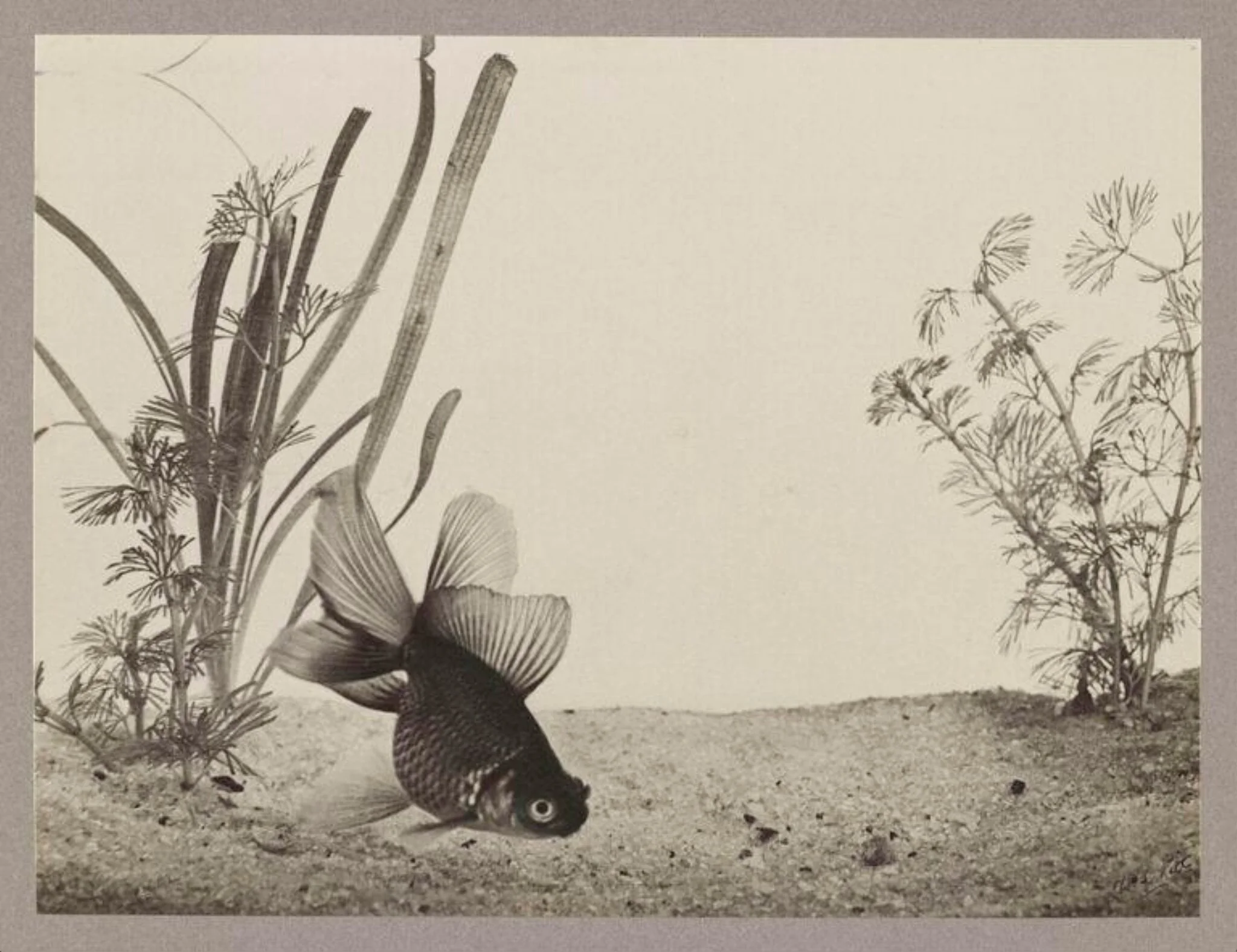 Chinese Telescope Goldfish, by Zoological Photographic Club, photographic
