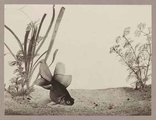 Chinese Telescope Goldfish