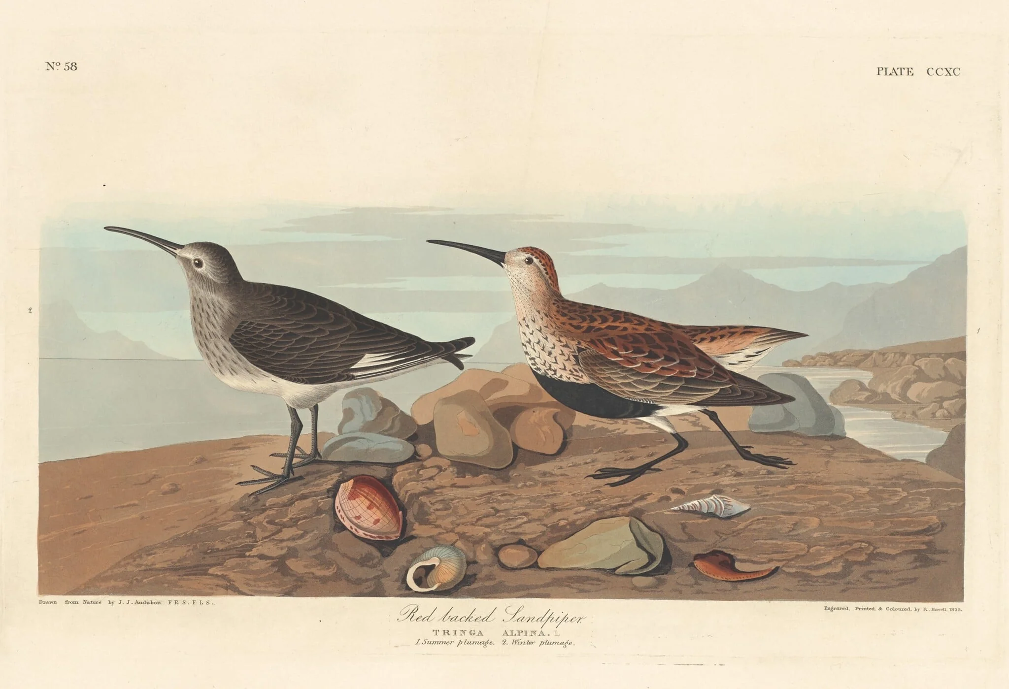 Red-backed Sandpiper, by Robert Havell Jr., ink, 1836