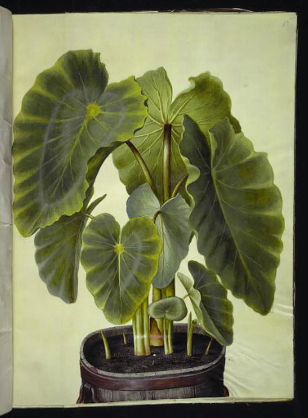 Colocasia esculenta (taro), by Unknown, unspecified, 1654