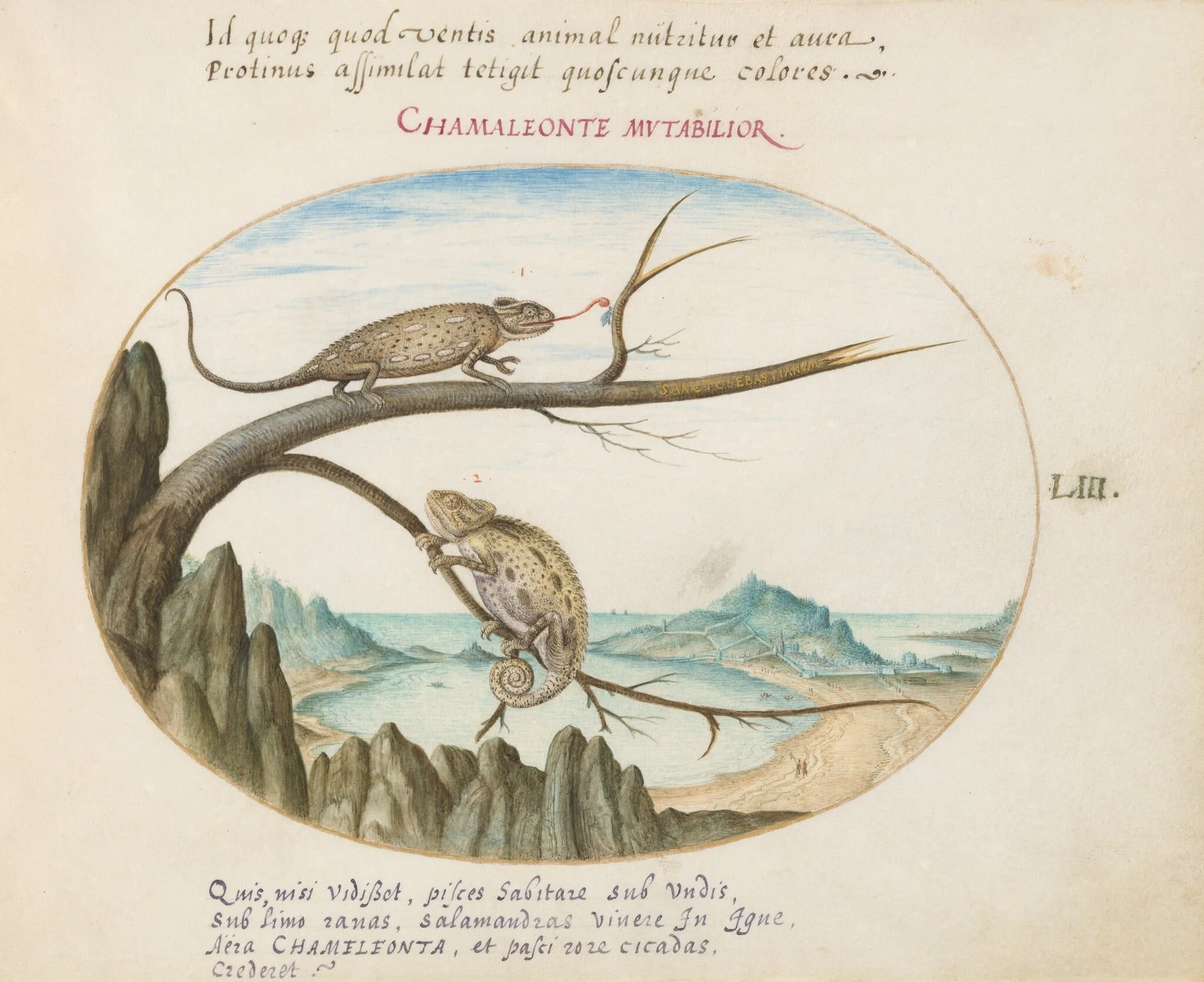 Plate 53: Two Common or Mediterranean Chameleons above San Sebastián, Spain, by Joris Hoefnagel, gouache, 1594