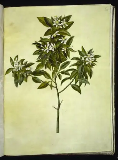 Citrus aurantium (pomerans)