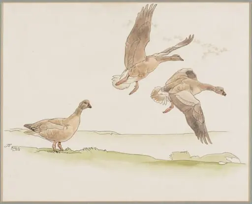 Pink-footed Geese