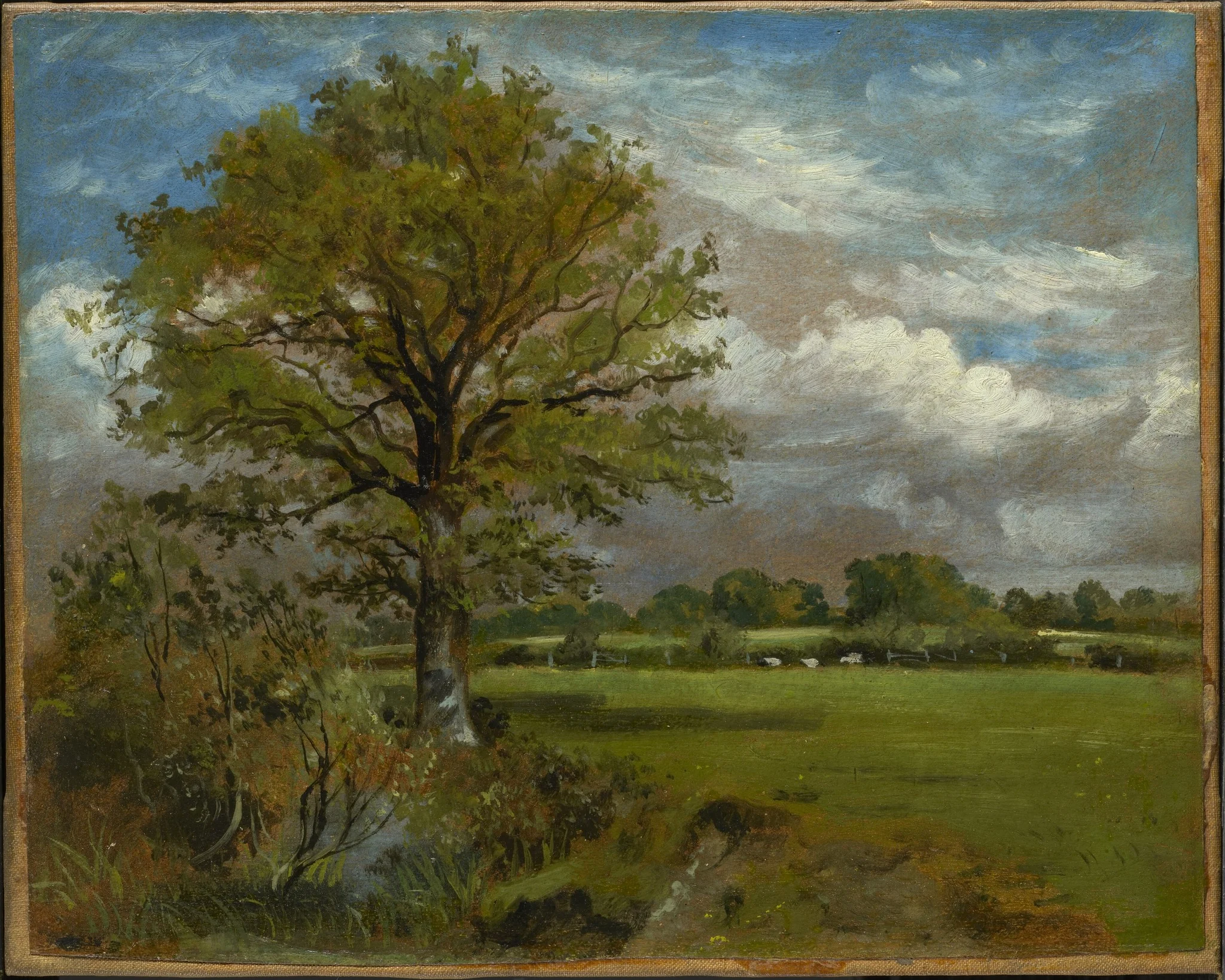 Tree in a Meadow