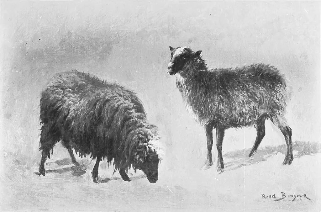 Two sheep in the meadow