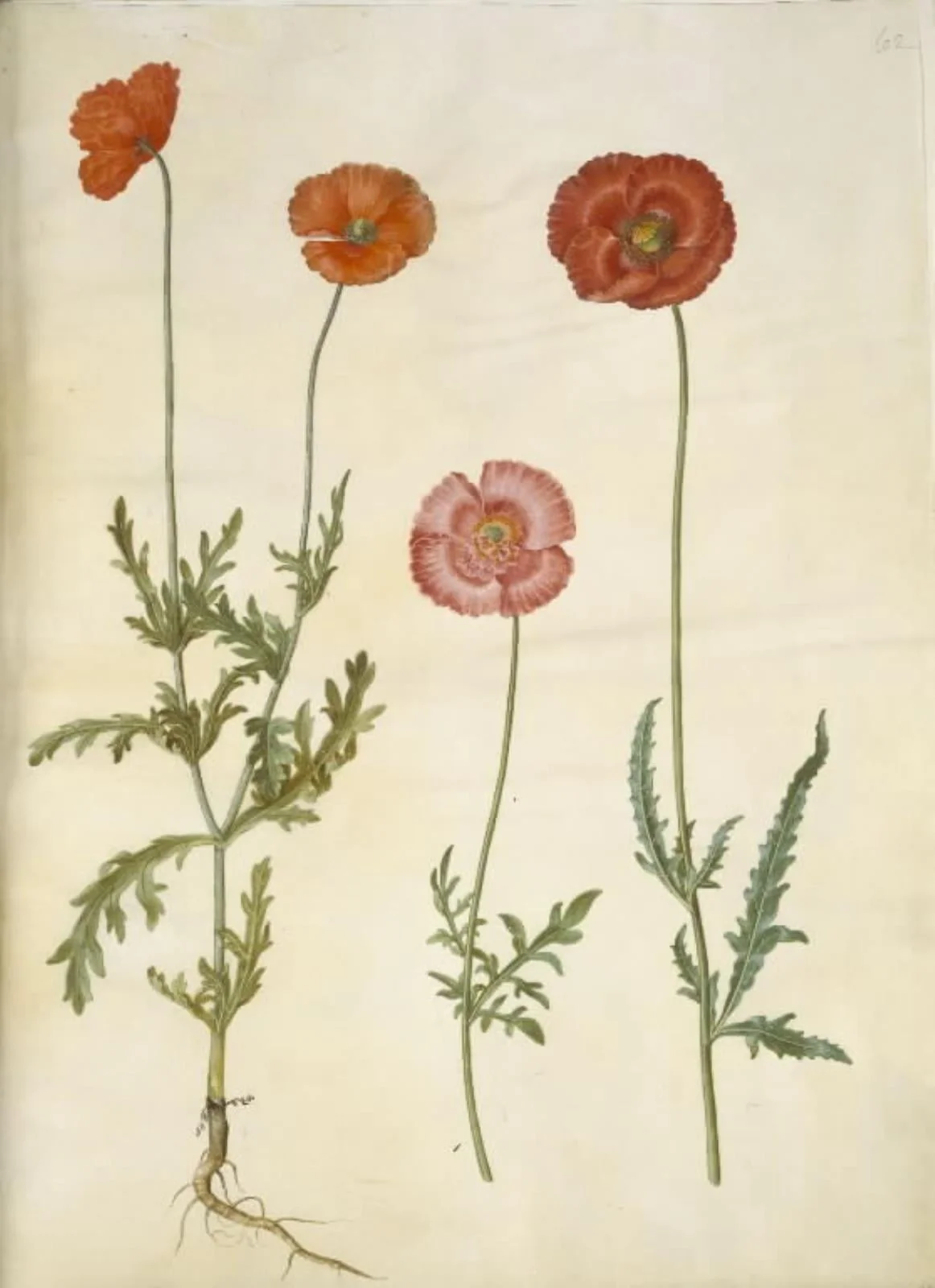Papaver dubium (gærde-valmue); Papaver rhoeas (korn-valmue), by Unknown, unspecified, 1654