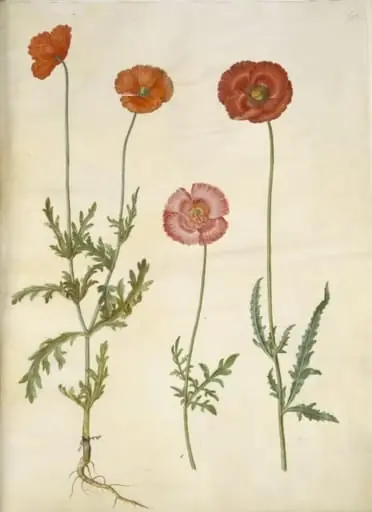 Papaver dubium (gærde-valmue); Papaver rhoeas (korn-valmue)