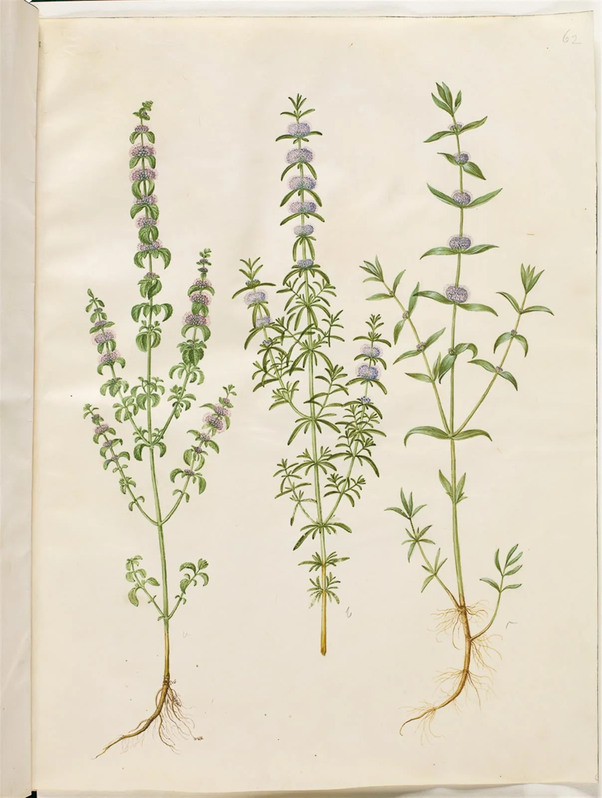 Mentha pulegium (polej-mynte); Mentha cervina (hjorte-mynte); Mentha (art af mynte), by Unknown, unspecified, 1654
