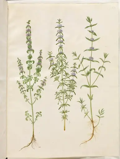 Mentha pulegium (polej-mynte); Mentha cervina (hjorte-mynte); Mentha (art af mynte)