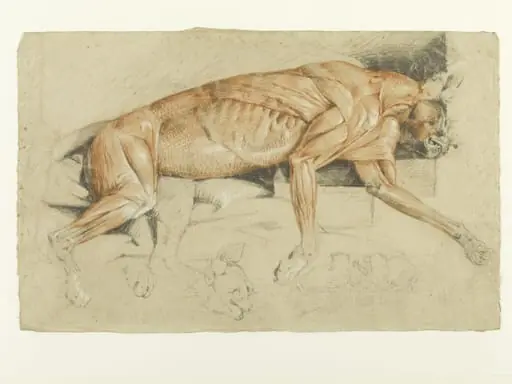 Ecorche drawing of a wild cat