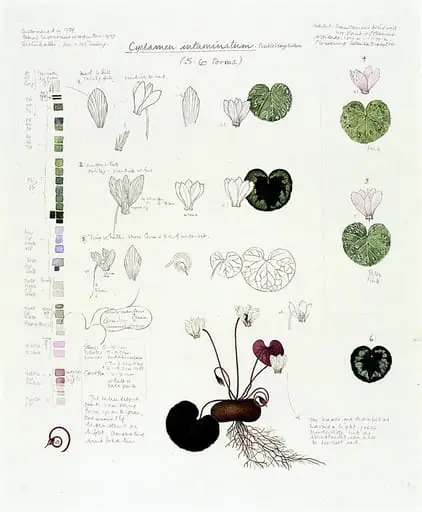Cyclamen intaminatum