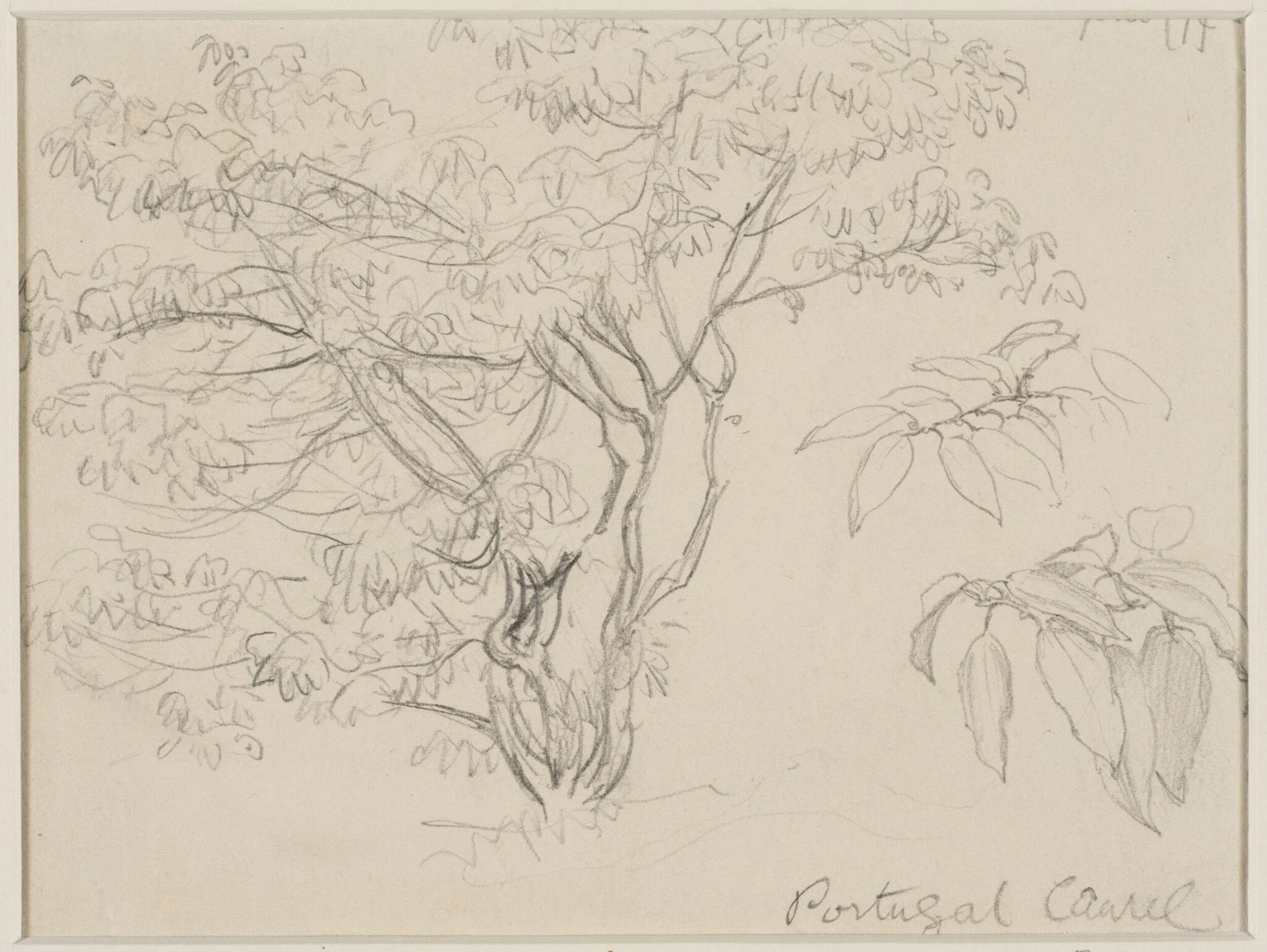 Portugal laurel, by Helen Allingham, 1874